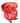 rose-coral_natures_cherry