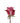 rose-lavender-deep_purple-1