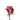 rose-lavender-deep_purple-1