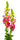 snapdragon-orange