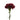 carnation-burgundy