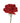 carnation-red