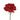 carnation-red
