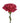 carnation-hot_pink