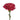 carnation-hot_pink