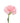 carnation-light_pink