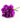 carnation-purple