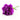 carnation-purple