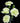 carnation_mini-green