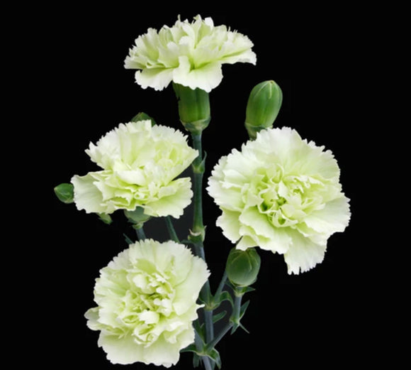 Mini Raffine Carnation Carnation Mini, Green – Charlotte Flower Market