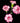 carnation_mini-white_red