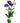 lisianthus-purple-2