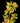 cymbidium_orchid-yellow