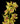 cymbidium_orchid-yellow