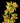 cymbidium_orchid-yellow