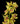 cymbidium_orchid-yellow