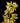 cymbidium_orchid_mini-yellow