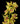 cymbidium_orchid_mini-yellow