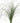 bear_grass