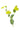 bupleurum