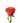 rose-orange-high_and_orange_magic-2