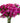 dianthus-hot_pink