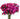dianthus-hot_pink