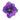 ANEMOUS PUPLE