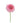 scabiosa-pink