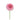 scabiosa-pink