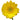 gerber_daisy-yellow