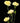 carnation_mini-yellow