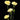carnation_mini-yellow