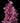 cymbidium_orchid_mini-dark_pink