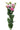 lisianthus-pink-2