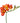 freesia-orange