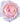 garden_rose_david_austin-light_pink