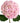 hydrangea-pink