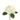 hydrangea-white