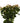 hypericum_berry-peach-1