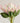 king_protea