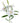 lily_oriental-white-2
