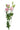 lisianthus-pink-1