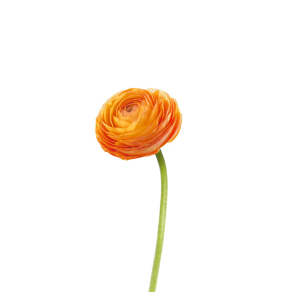 Ranunculus, Orange – Lovingly Charlotte Flower Market