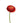 ranunculus-red