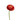 ranunculus-red