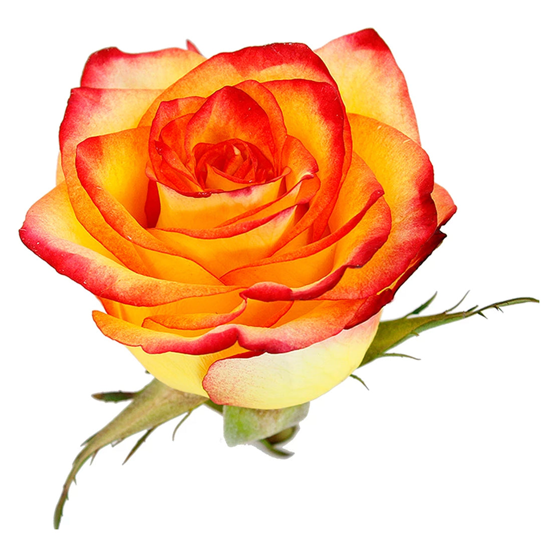 Yellow Orange Roses Orange And Yellow Roses Bridal Bouquet Pictures