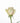 rose-cream-sahara-1