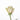 rose-cream-sahara-1