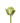 rose-green-jade-1